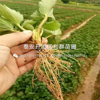 妙香7號草莓苗多少錢一棵